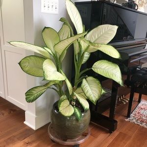 Meet your Posher, Sonia